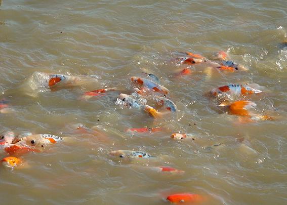 玉环养殖户投巨资养殖观赏鱼-财富玉环 -三支脚