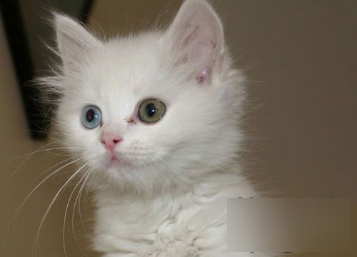 喵星人的阴阳眼一般发生在白猫身上比较多