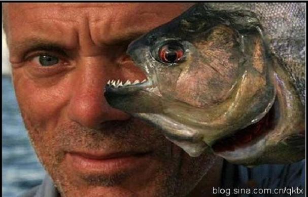 专咬渔民生殖器的恐怖食人鱼