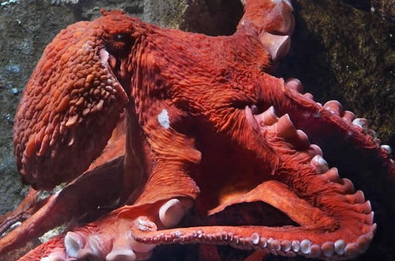 怪异的头足类动物