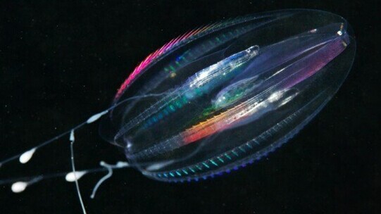 1、奇怪的蠕虫 这种优美而有趣的生物是Pterosyllis finmarchica。它是一种神秘的生物,没有人了解为什么它拥有那些酷似触手的卷须,但是我们都认为这种小家伙有着惊人的美丽外表。 2、没有壳的蜗牛 这种生物是一种海洋蜗牛,它的生活空间是一根管子而不是一个外壳。它的捕食策略同样与蜗牛不同。当浮游生物和其它生物经过时,这种软体动物会从管子中喷出一种粘性物质来捕获猎物。 3、滑行的海星 这种极其混乱的卷须属于一种筐蛇尾,它因为酷似美杜莎的鳞状长发而被称作蛇发女怪之头。Gorgonocelph