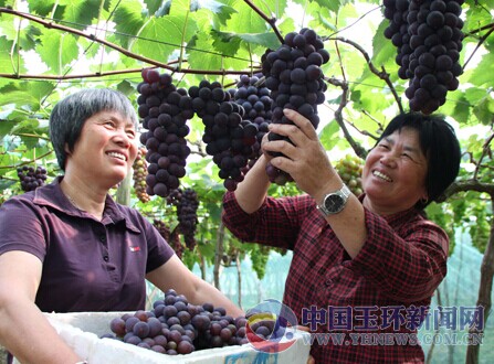 清港:凡海村3500亩葡萄陆续上市-财富玉环 -玉