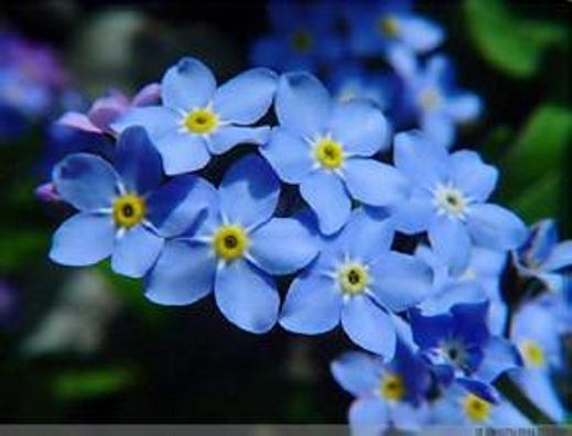 勿忘我——花语:永恒的爱,永不变的心.