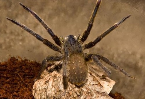 世界毒性最强的生物有哪些?-神奇动物-三支脚人才网