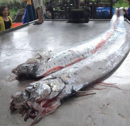 台湾渔民捕获4米长地震鱼-神奇动物-三支脚人才网